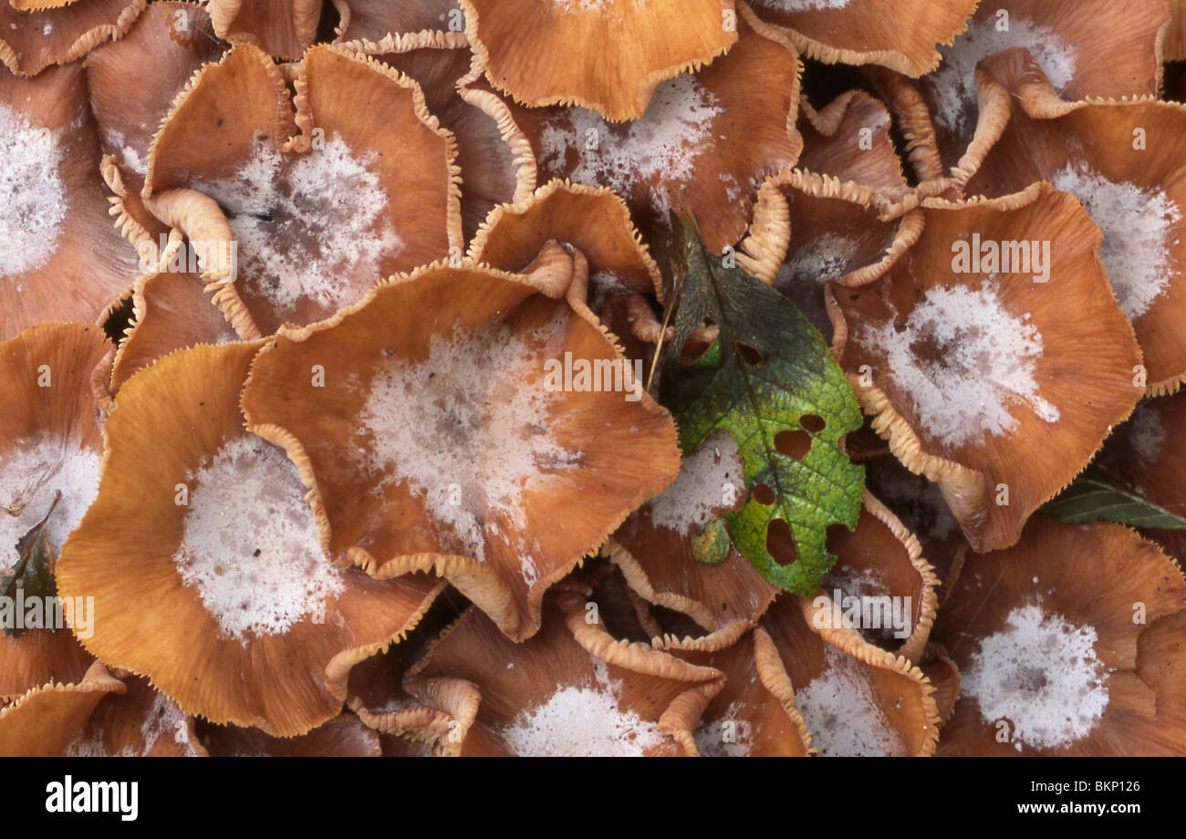 Hoedjes van paddestoelen met wit poeder en herfstblad van boven beeldvullend; Mushroom caps with white powder and leave from above Stock Photo