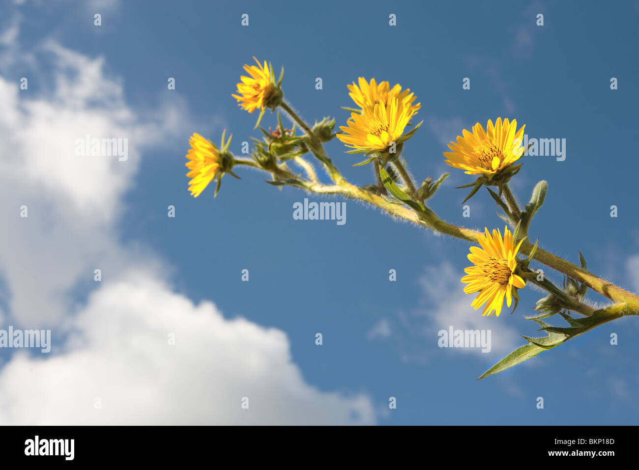 CUP PLANT (SILPHIUM PERFOLIATUM) IN NORTHERN ILLINOIS PRAIRIE , MIDWESTERN USA  Stock Photo