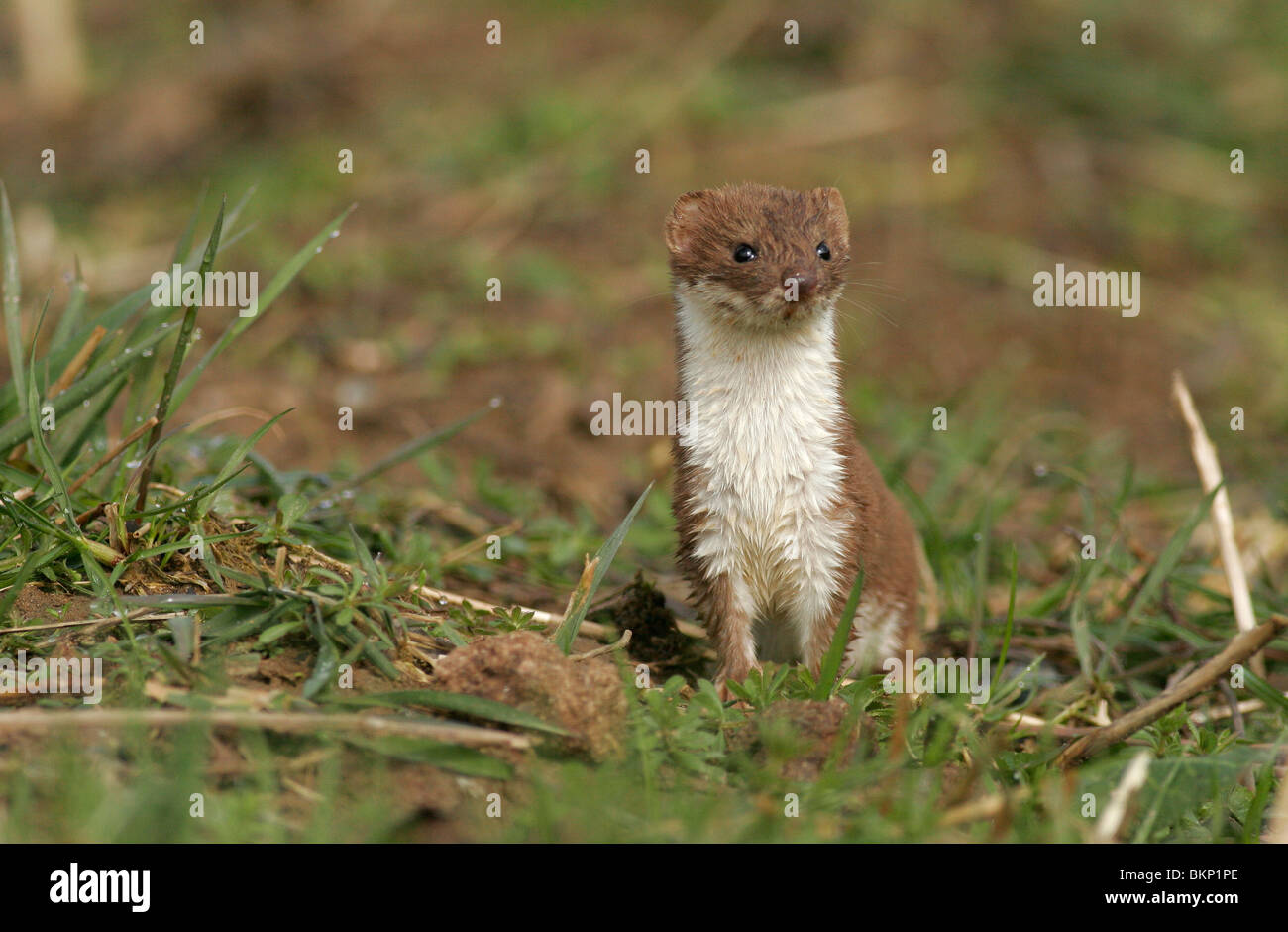 Wezel opkijkend vanuit hol; Weasel looking from his hole Stock Photo