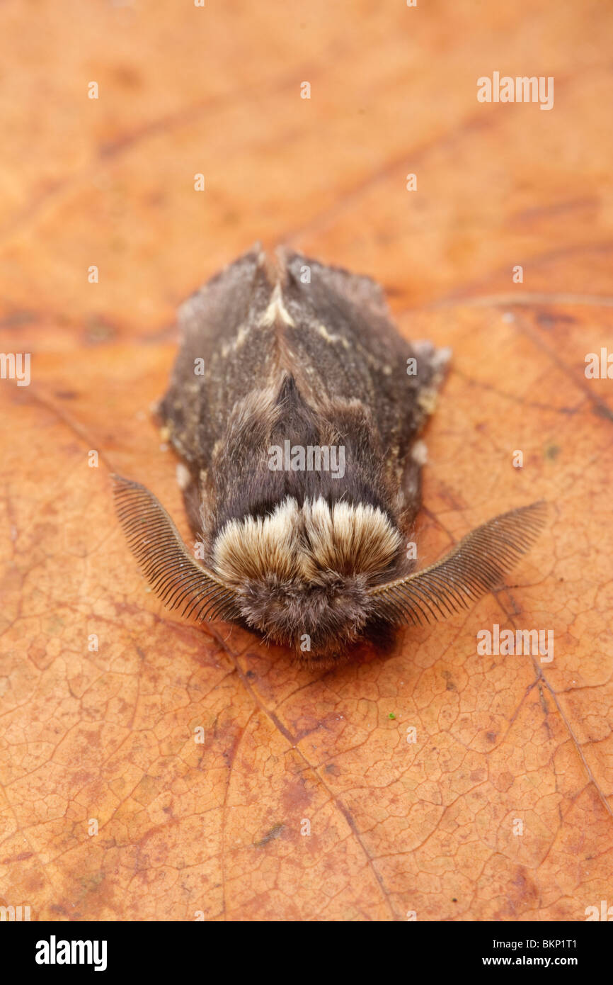 Mannetje Zwarte Herfstspinner rustend op een herfstblad. Male December Moth (Poecilocampa populi) resting. Stock Photo
