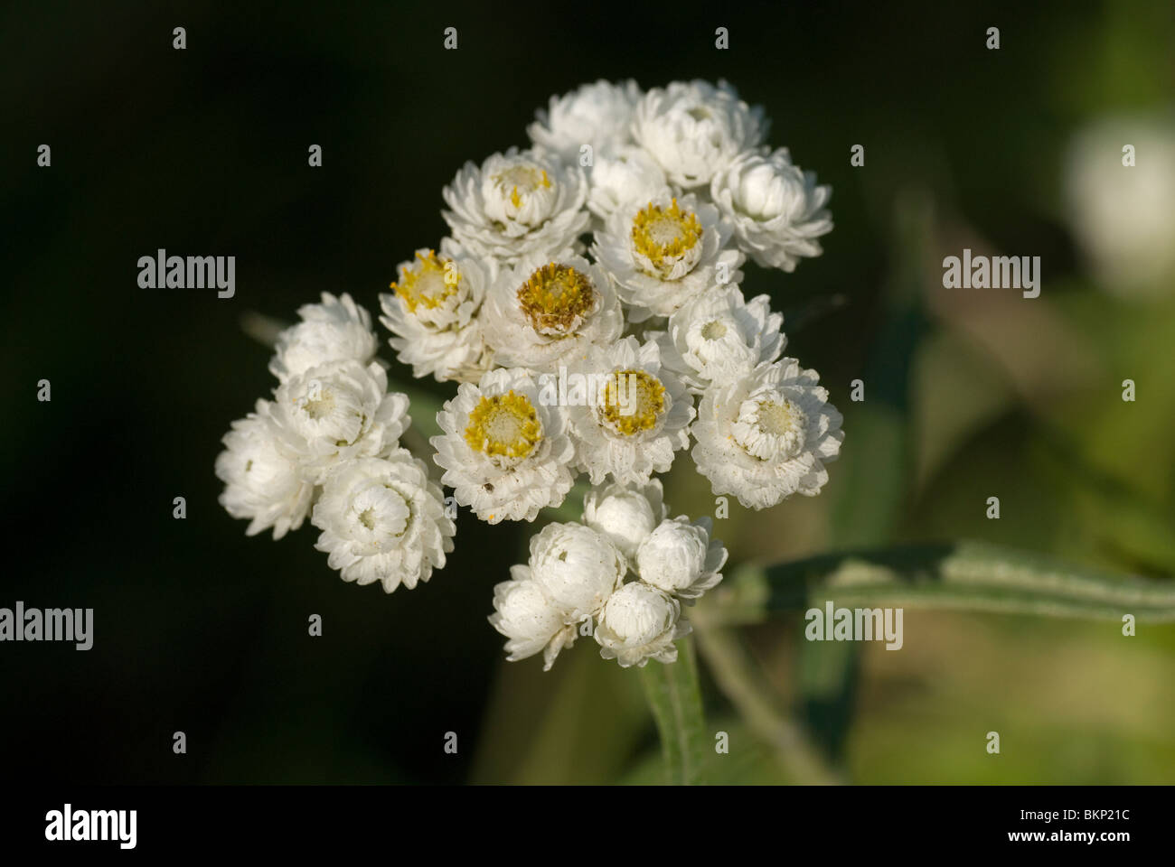 Bloemen van het prachtrozenkransje.Flowers of Pearly Everlasting. Stock Photo
