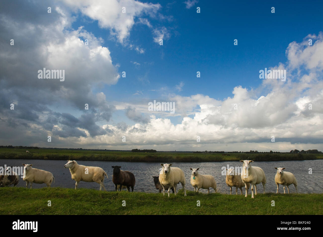 Schapen op dijk aan de Eem bij een typische Hollandse wolkenlucht. Sheep on dyke along the river Eem. Ruben Smit Digital Image Archive Stock Photo