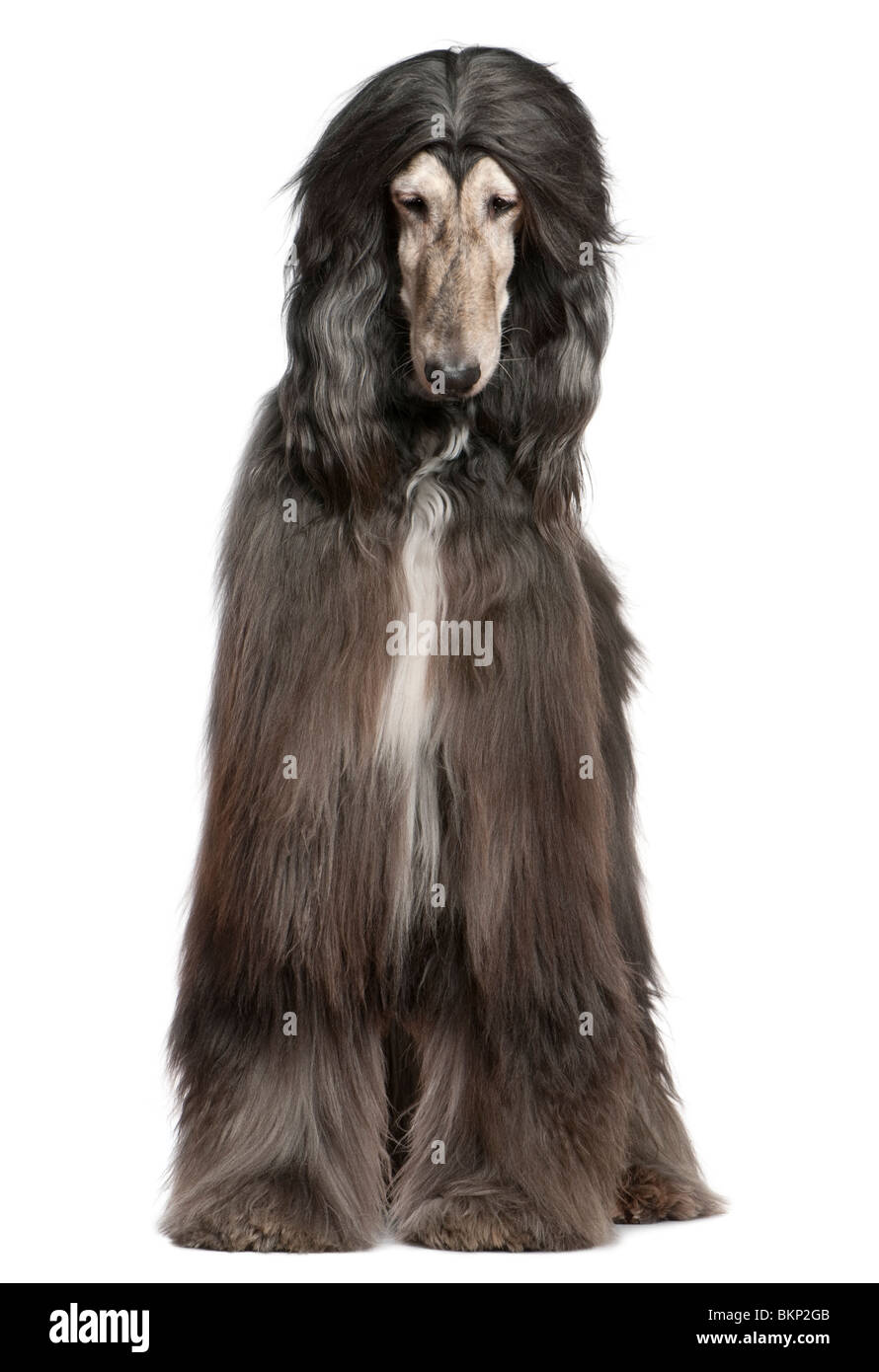 Afghan hound, 7 years old, in front of white background Stock Photo