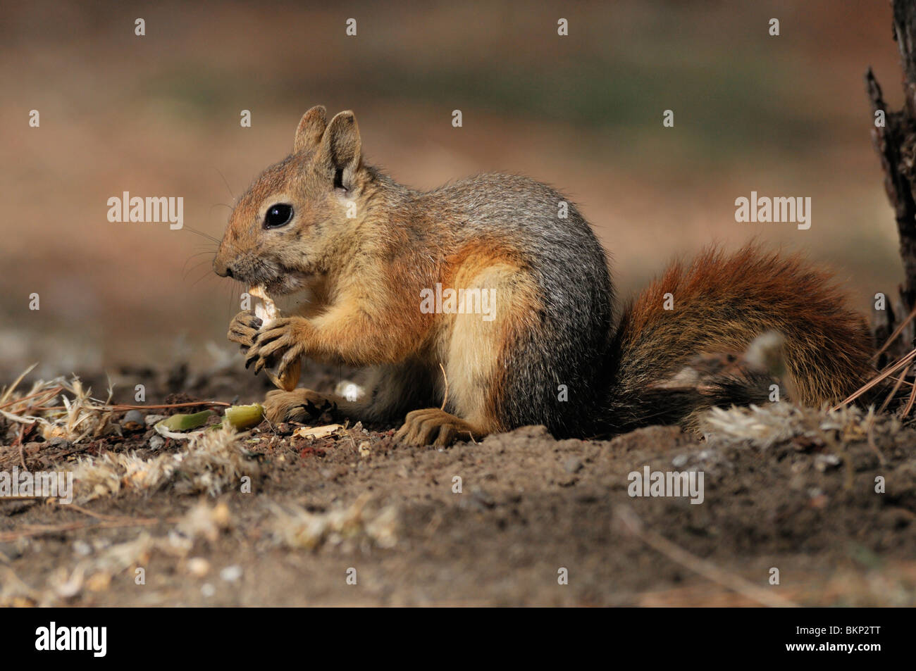 kaukasuseekhoorn een eikel etend; persian squirrel eating  an acorn Stock Photo