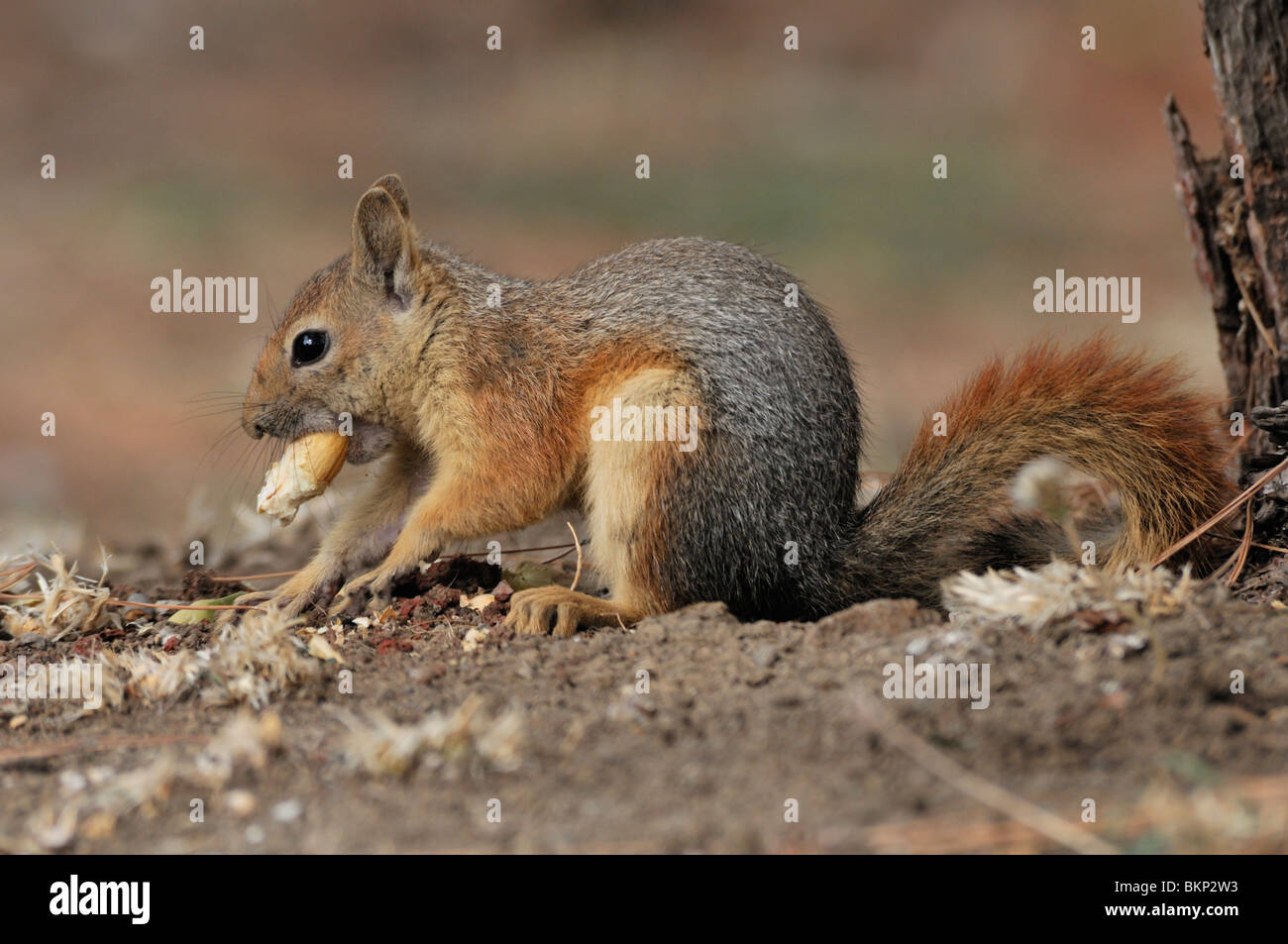 kaukasuseekhoorn begraaft een eikel in de grond; persian squirrel burying  an acorn Stock Photo