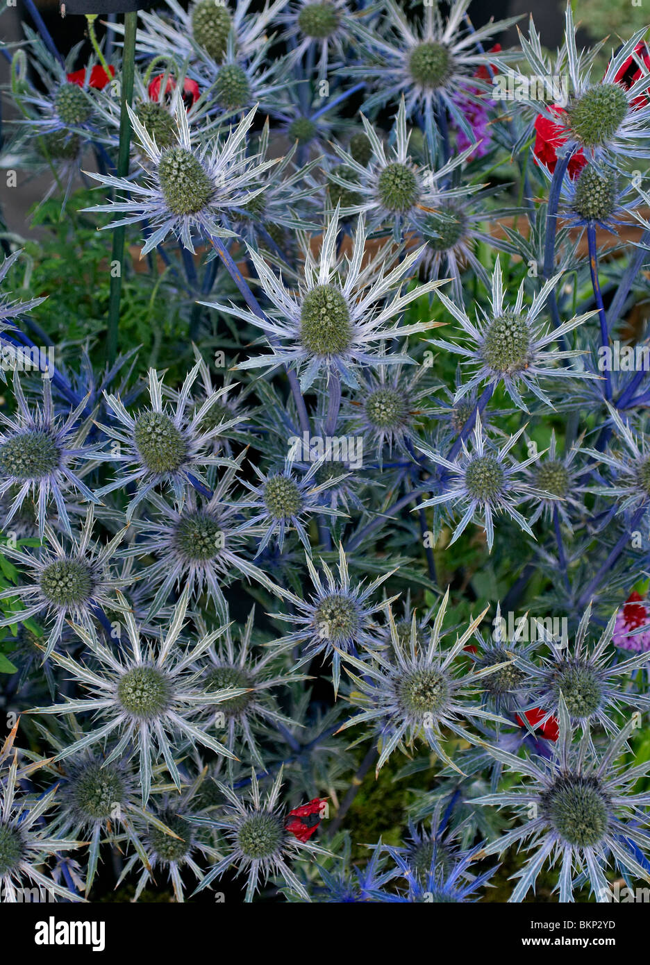 Eryngium jos eijking hires stock photography and images Alamy