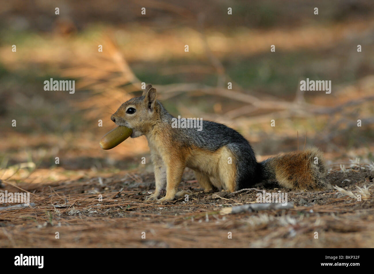 persian squirrel with an acorn Stock Photo