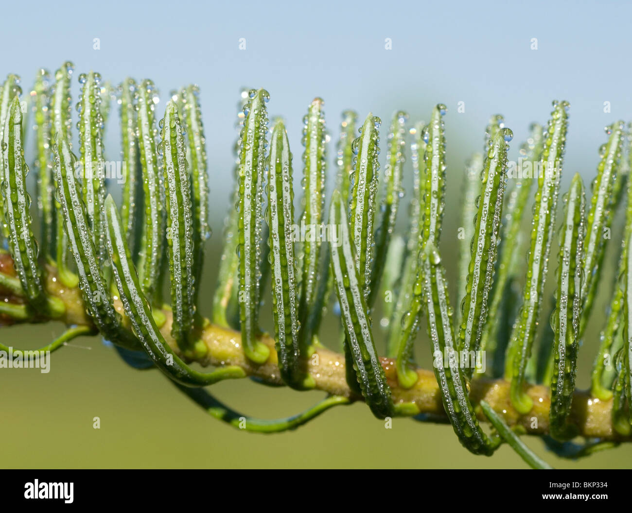 A branch of a Balsam Fir with dewdrops. Stock Photo