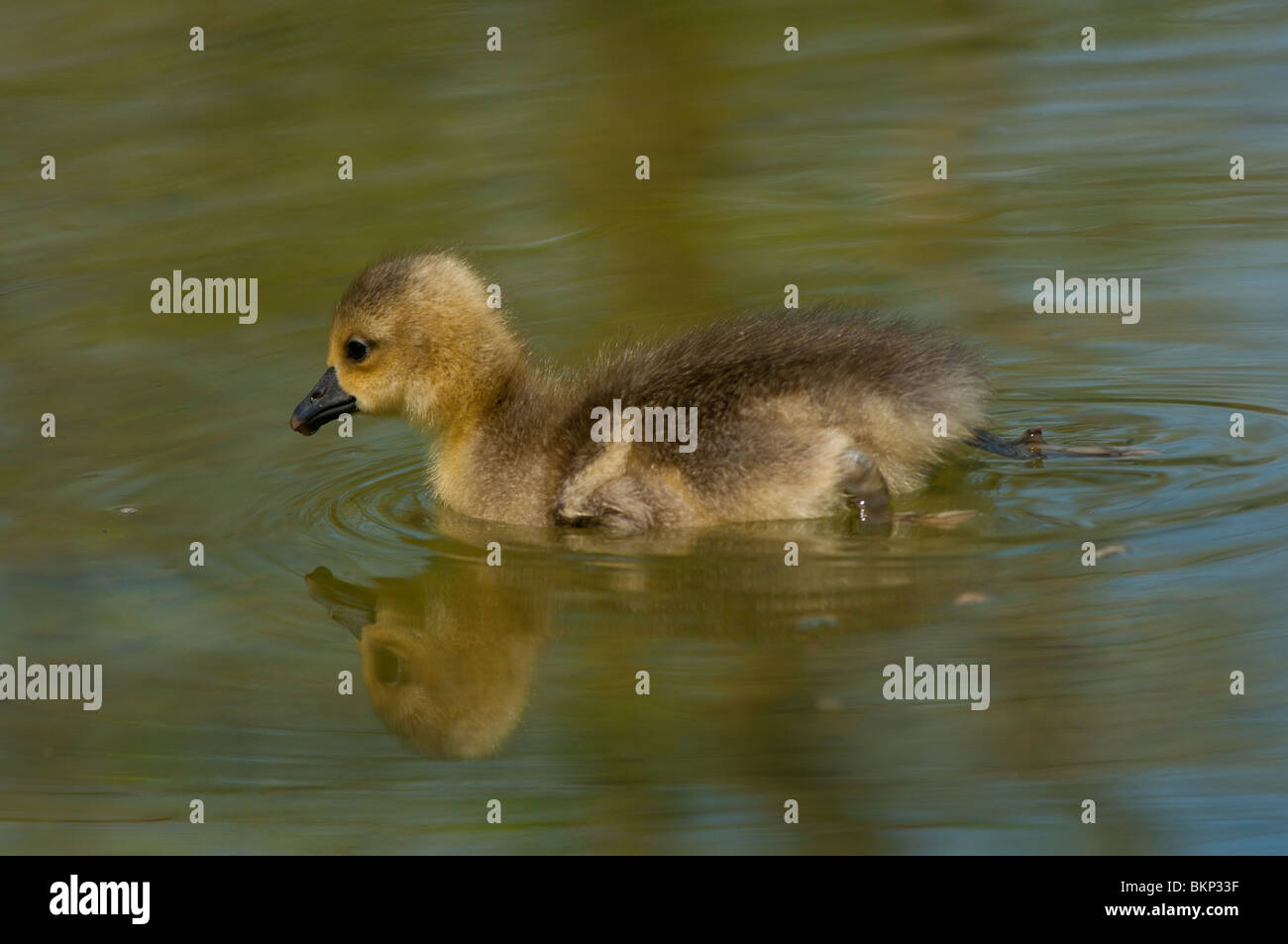 Baby Greylag goose Stock Photo