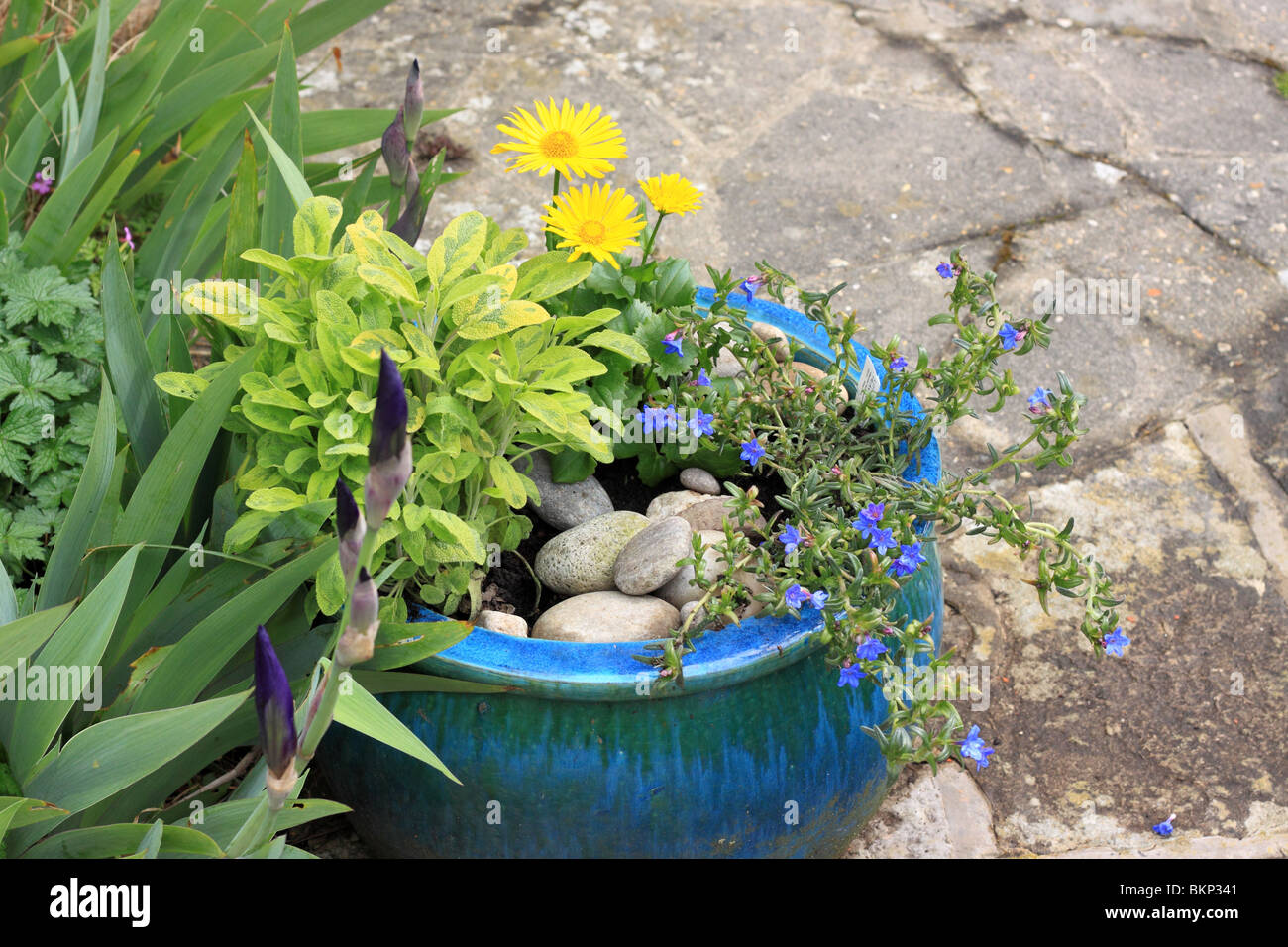 blue pot with sage, lithodora and doronicum Stock Photo