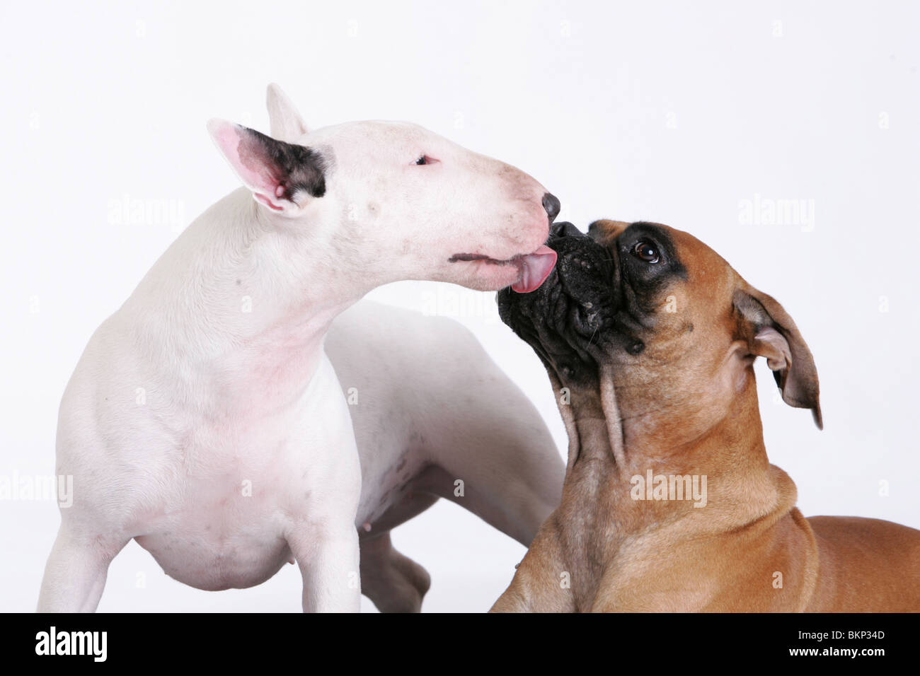 German Boxer and Miniature Bullterrier Stock Photo - Alamy