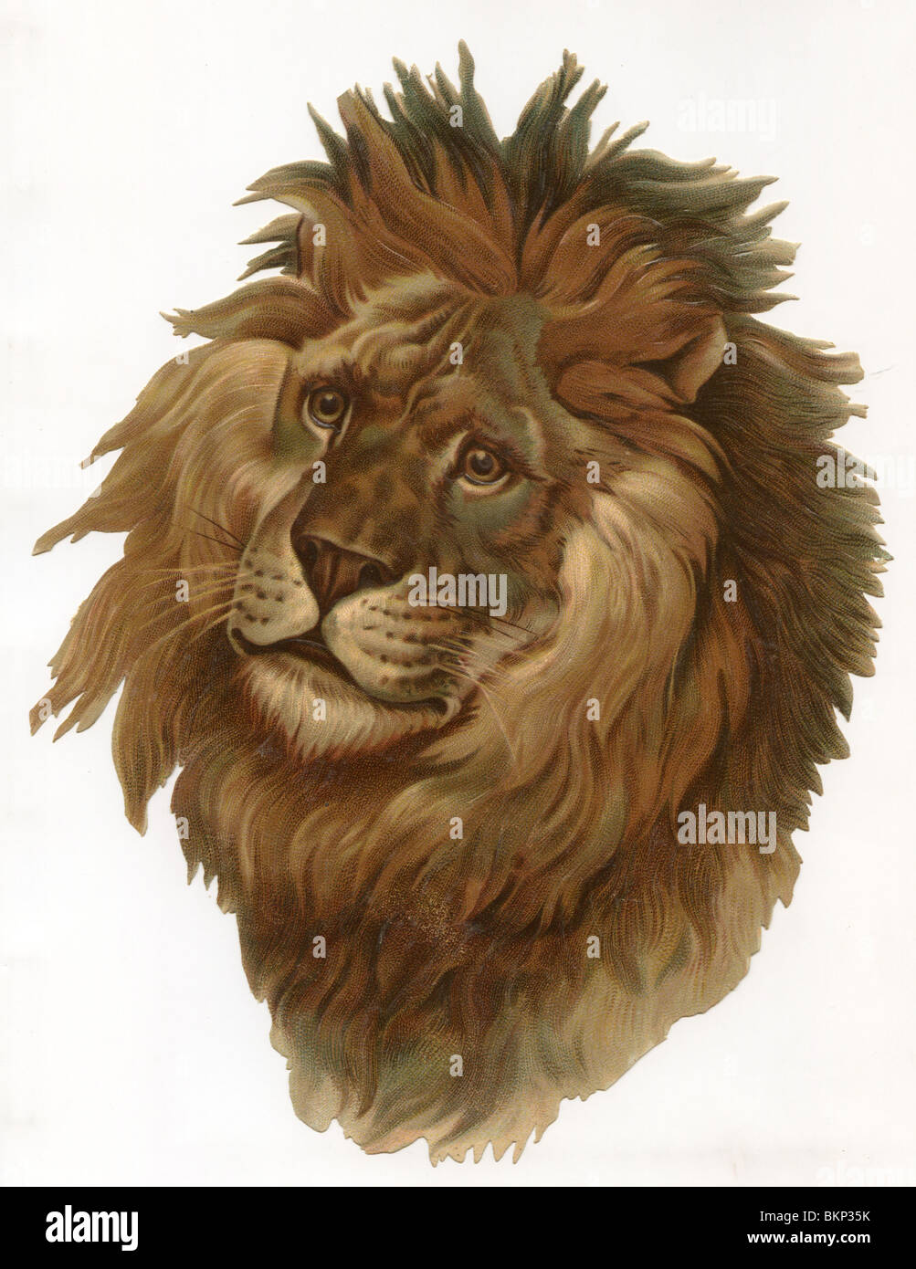 Lion Stock Photo