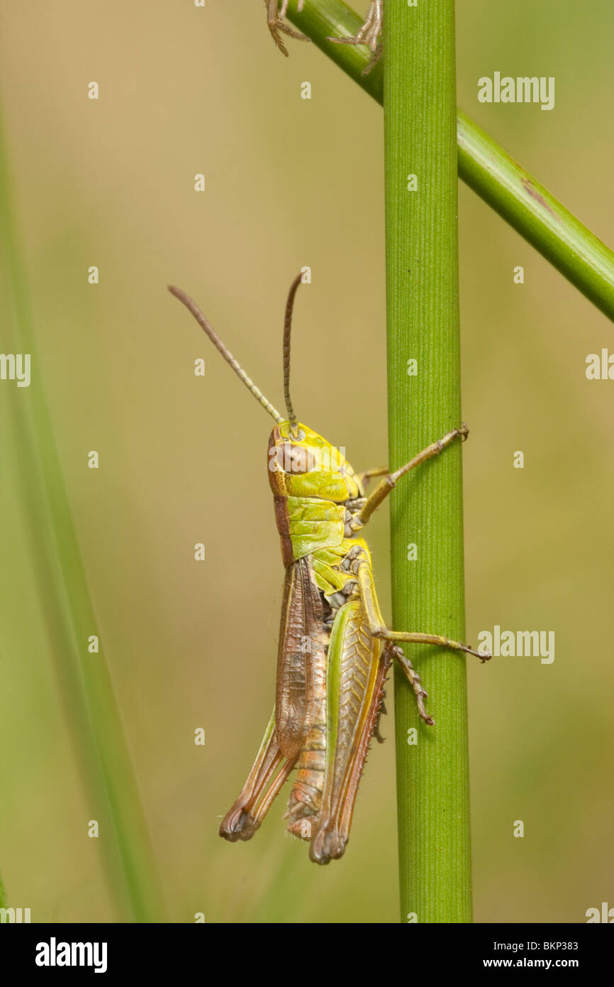 A meadow Grasshopper in a grassfield - Een Krasser in een grasstengel Stock Photo