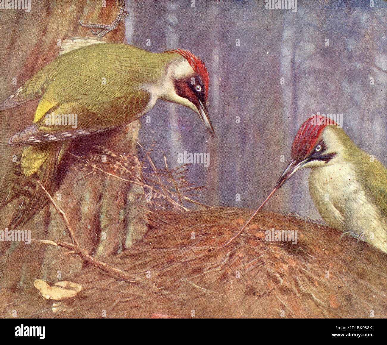 Woodpeckers Stock Photo