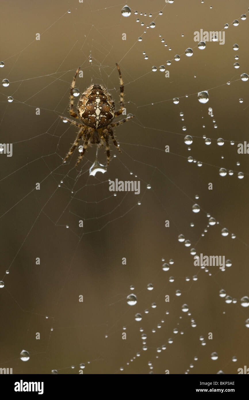 A Garden Spider in a web wet with dew - Een Kruisspin in een web wat nat is van de dauw Stock Photo