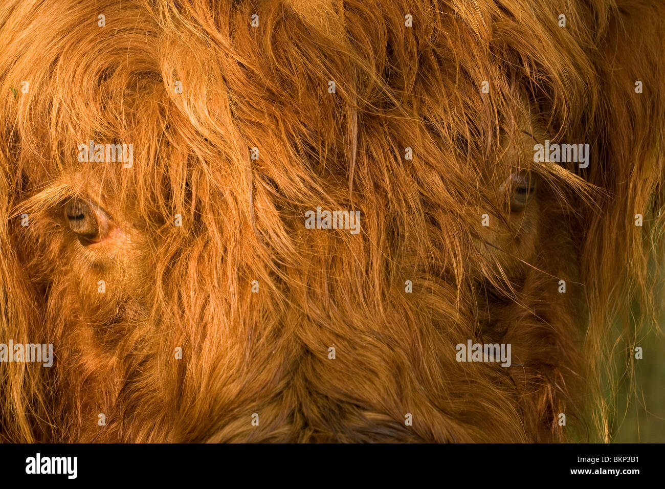 A close up of the face of a Highland Cow Stock Photo - Alamy