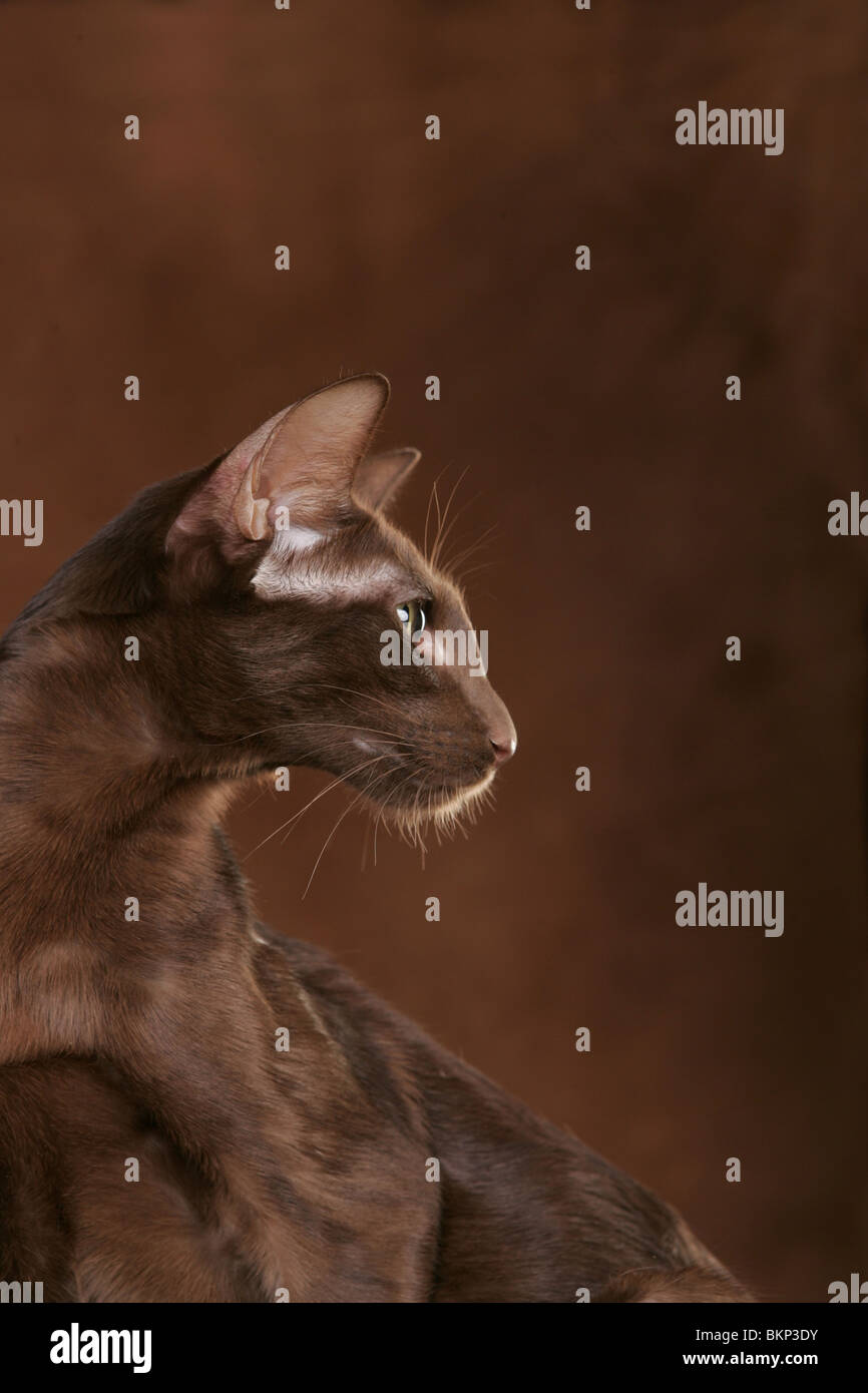 Oriental Shorthair Portrait Stock Photo - Alamy