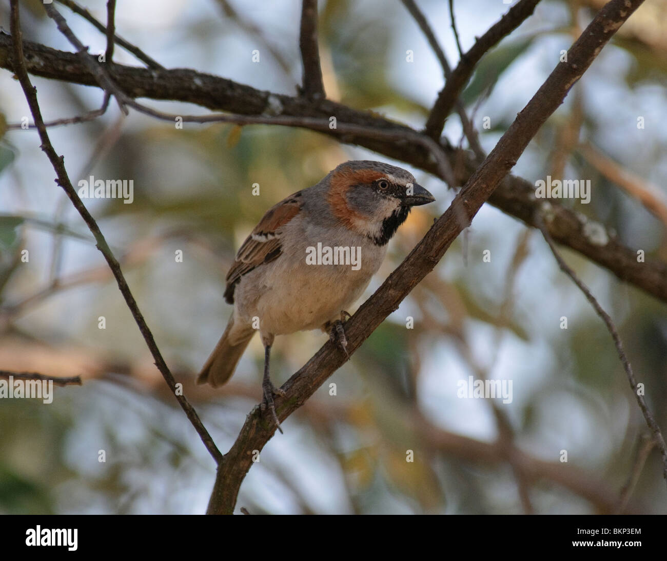 male Kenya Rufous Sparrow Passer rufocinctus rufocinctus Stock Photo