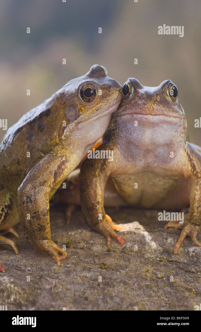 Two common frogs Stock Photo