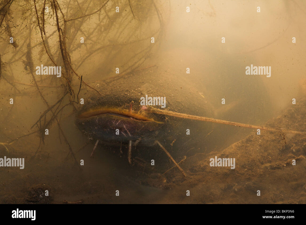 photo of a Wels Catfish hiding between roots on a muddy bottom Stock Photo
