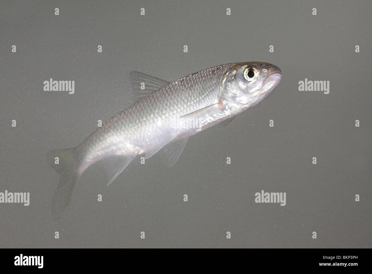 photo of a dace swimming in the water against a light grey background Stock Photo
