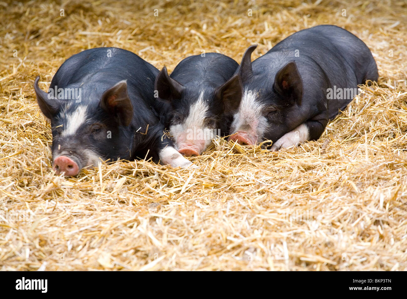 three little domestic pigs Stock Photo