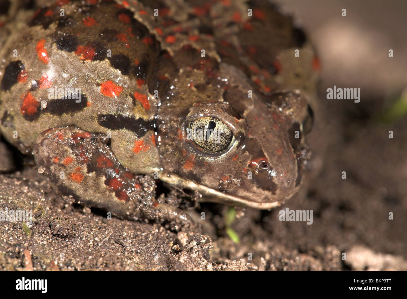portrait of a common spadefoot at night Stock Photo Alamy
