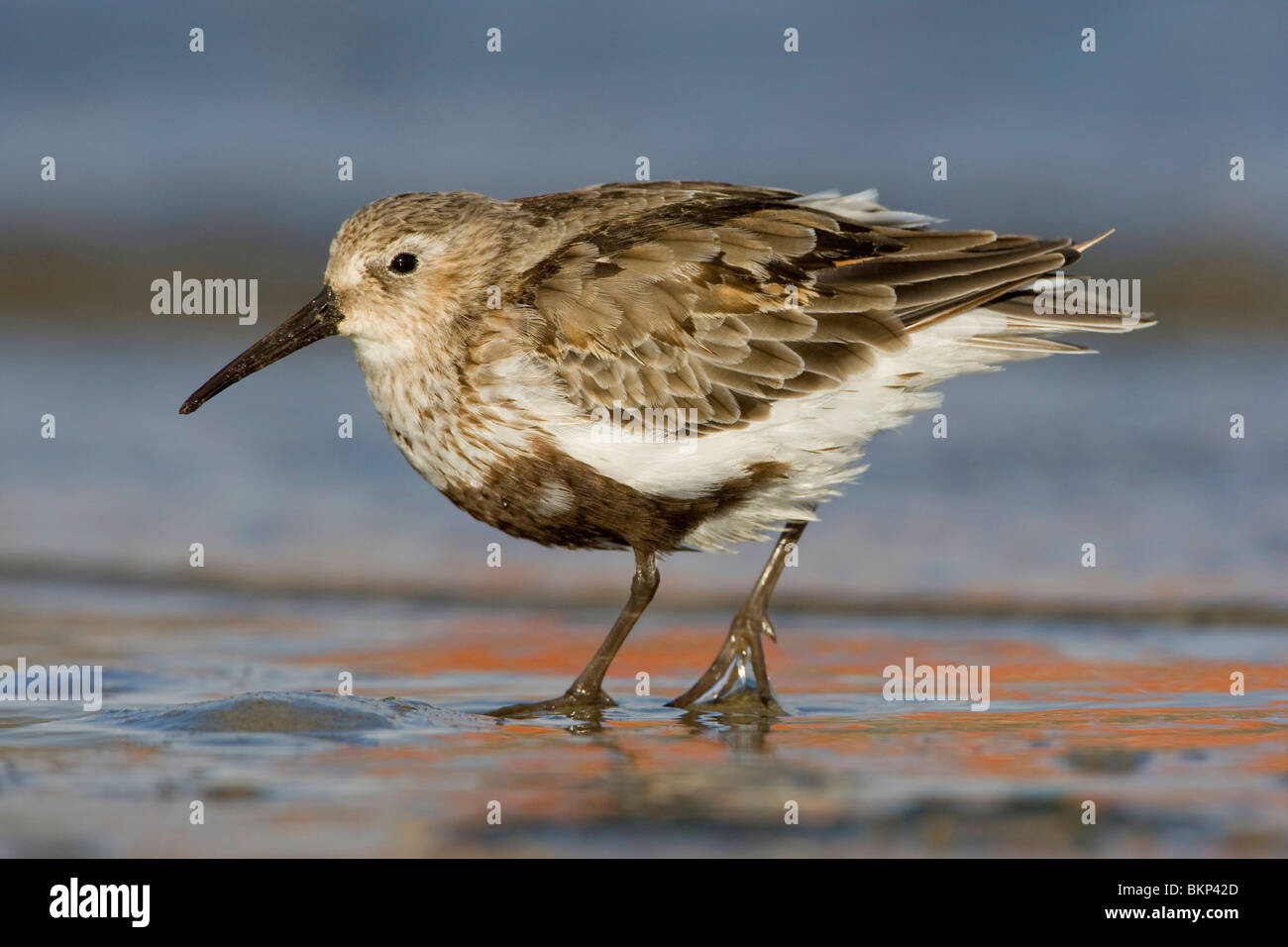 Adult Bonte Strandloper in versleten broedkleed; Adult Dunlin with retained breeding plumage Stock Photo