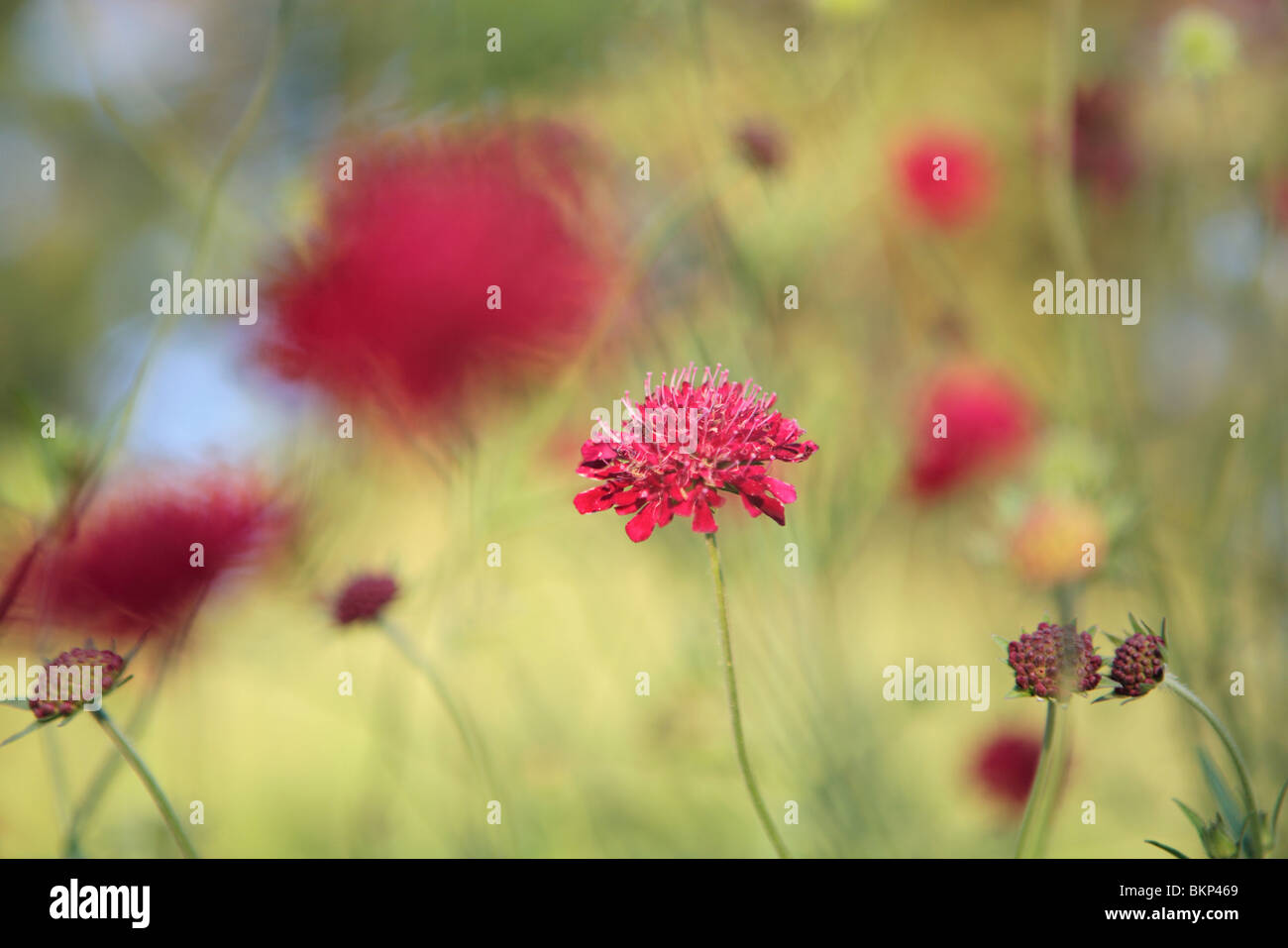 CRIMSON PINCUSHION FLOWERS (KNAUTIA MACEDONICA) IN SUMMER IN NORTHERN