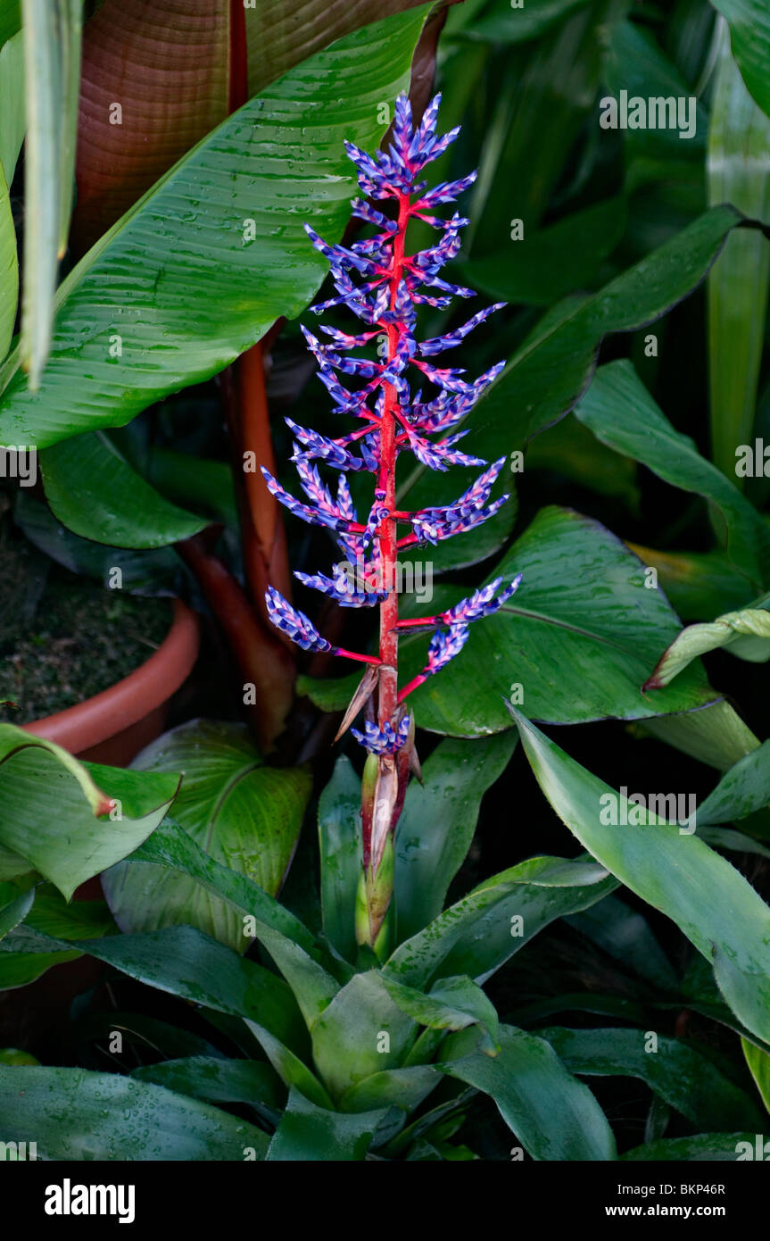 Bromeliad aechmea in flower Stock Photo