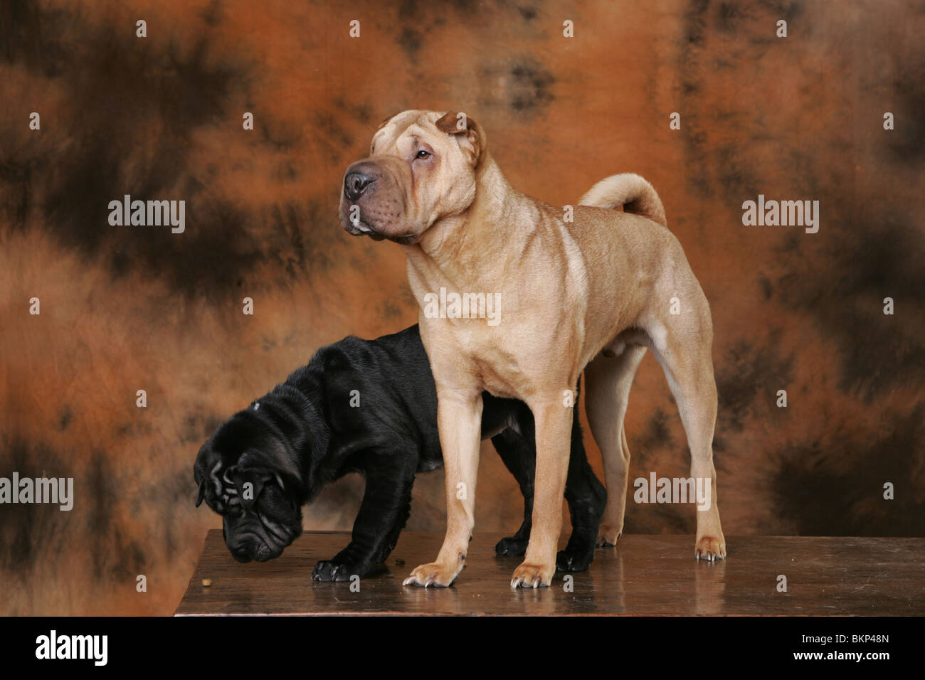Dog shar pei adult puppy hi-res stock photography and images - Alamy