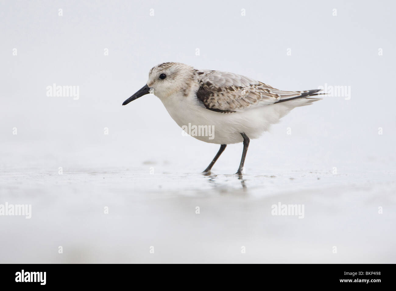 High key first-winter; High key eerste winter Stock Photo