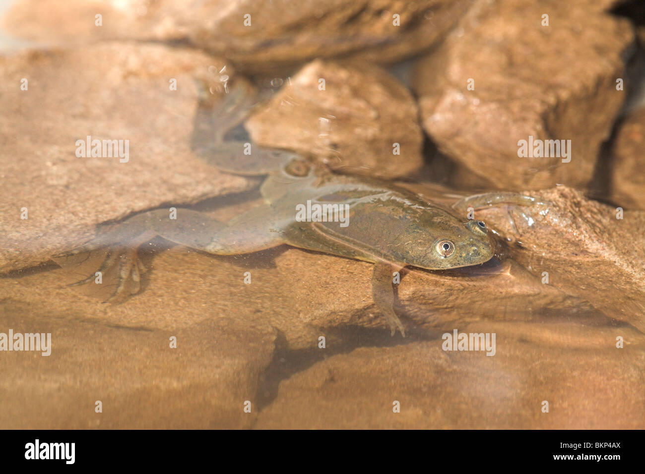 Common platanna hanging in the water, the common platanna is held responsible for the spread of the fungus Batrachochytrium dendrobatidis that is causing high mortality among amphibians world wide (it was used for pregnacy tests). Stock Photo