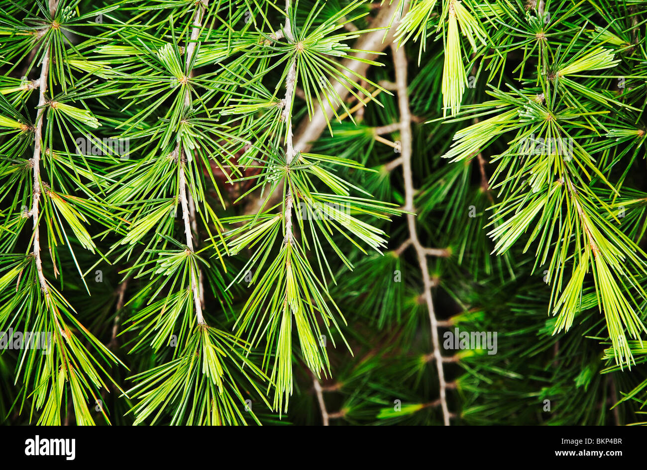 needles and branches on pine tree Stock Photo - Alamy
