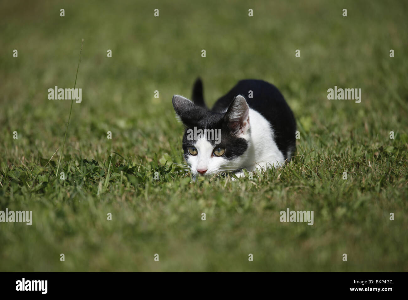 junge Hauskatze / young domestic cat Stock Photo