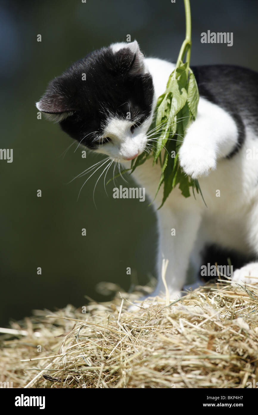 junge Hauskatze / young domestic cat Stock Photo
