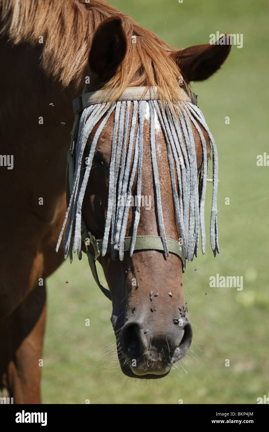 Fliegenfransen Bandeau à Franges Anti-Mouches Avec Tête Et Sangle Velcro - Protection Cheval Sans Licol