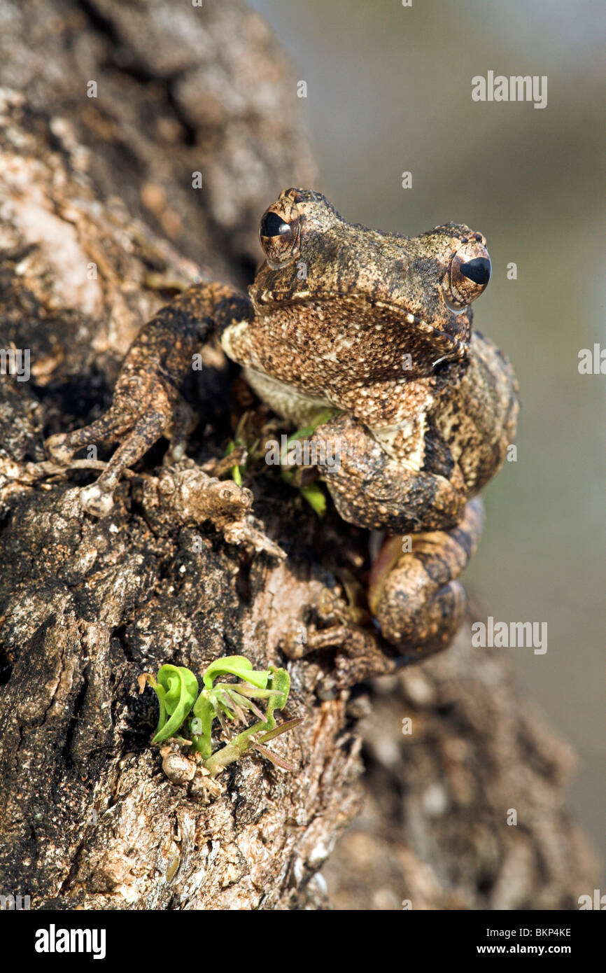 Staande foto van een schuimnest boomkikker zittend in een boom tegen een grijze achtergrond vertical photo of a foam nest frog sitting in a tree against a grey background Stock Photo