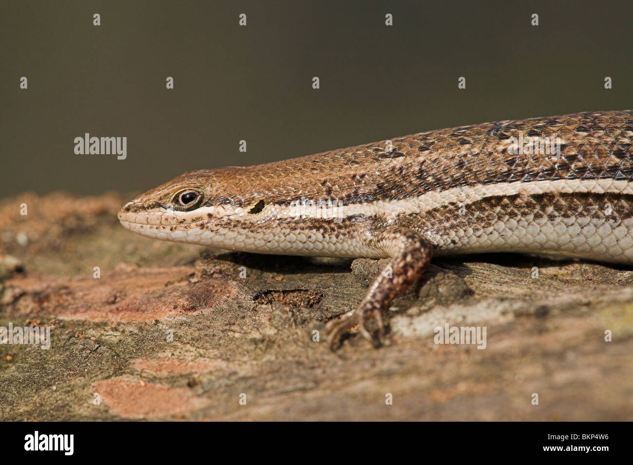 photo of a variable skink, one of the most common species in South Africa Stock Photo