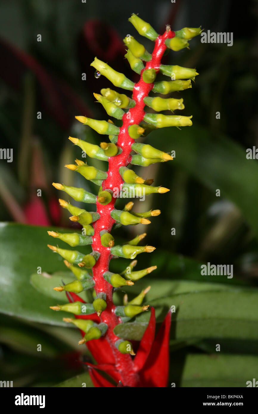 Yellow Bromeliad Flower Aechmea Stock Photo