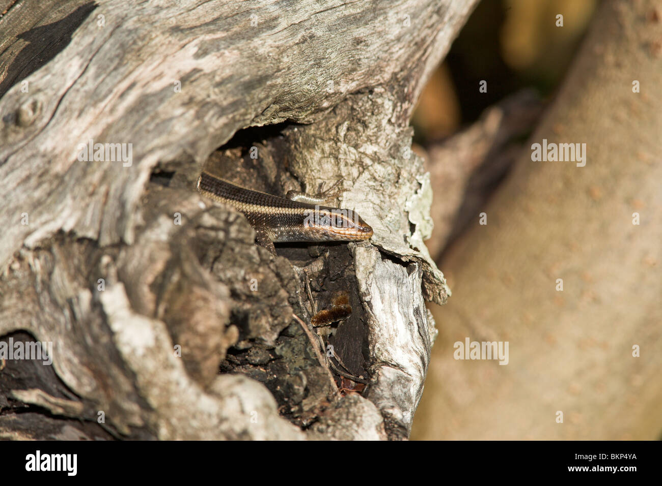 photo of a striped skink on a tree trunk Stock Photo