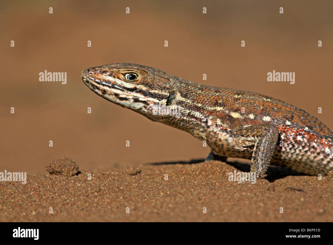 portrait of the extremely fast common rough-scaled lizard on sand Stock Photo