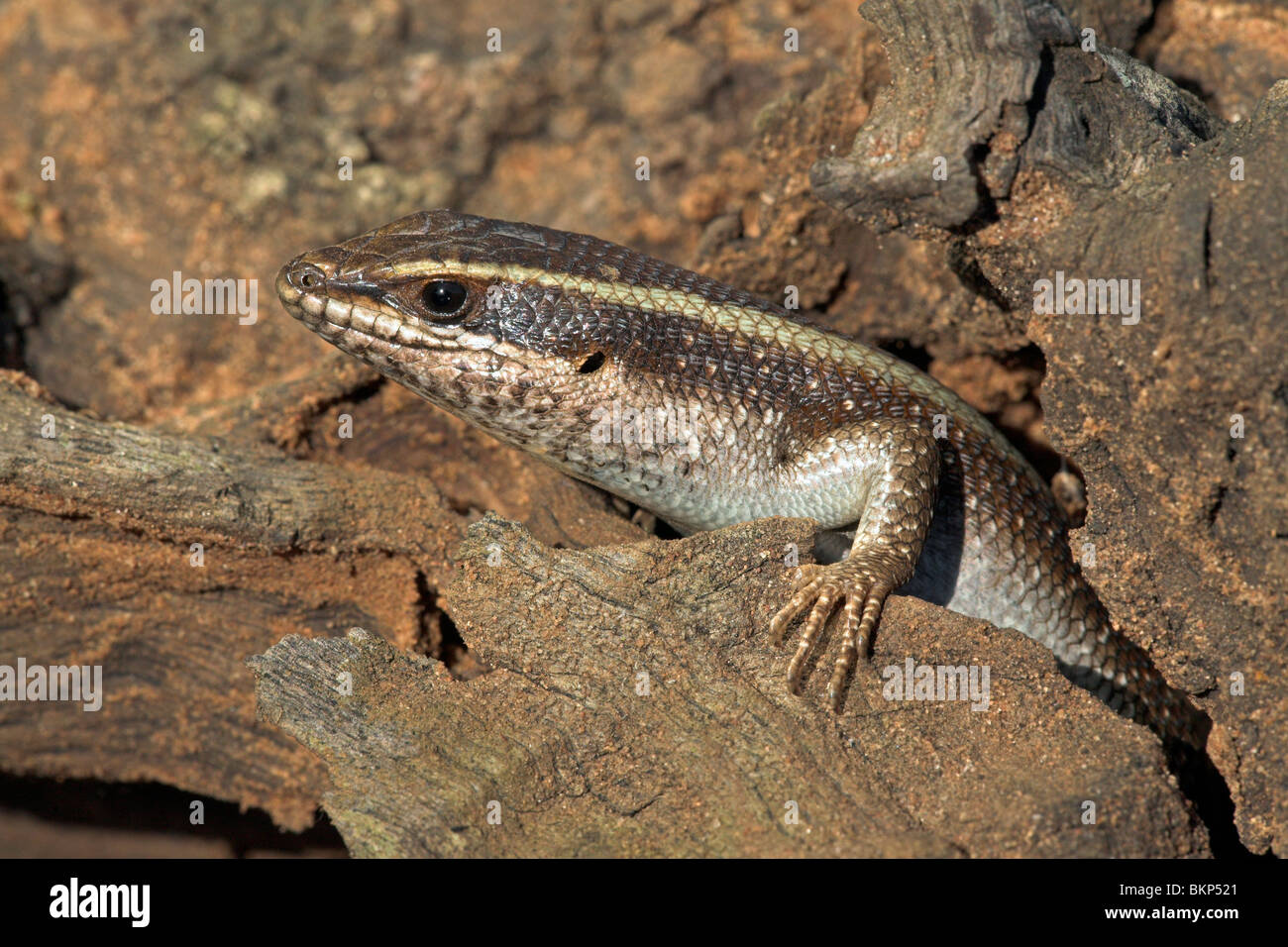 photo of a striped skink on a tree trunk Stock Photo
