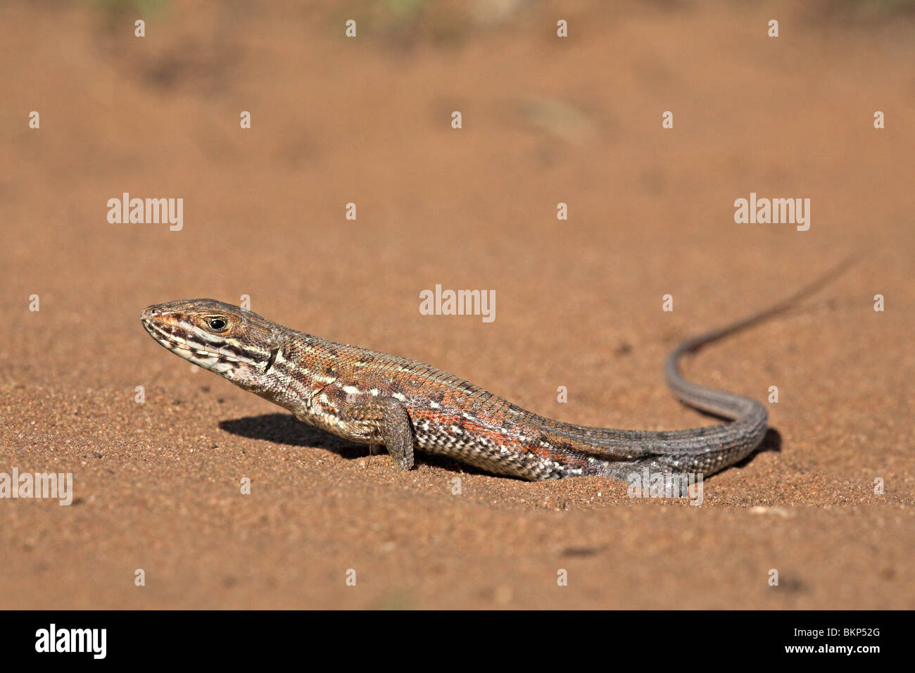 photo of the extremely fast common rough-scaled lizard on sand Stock Photo
