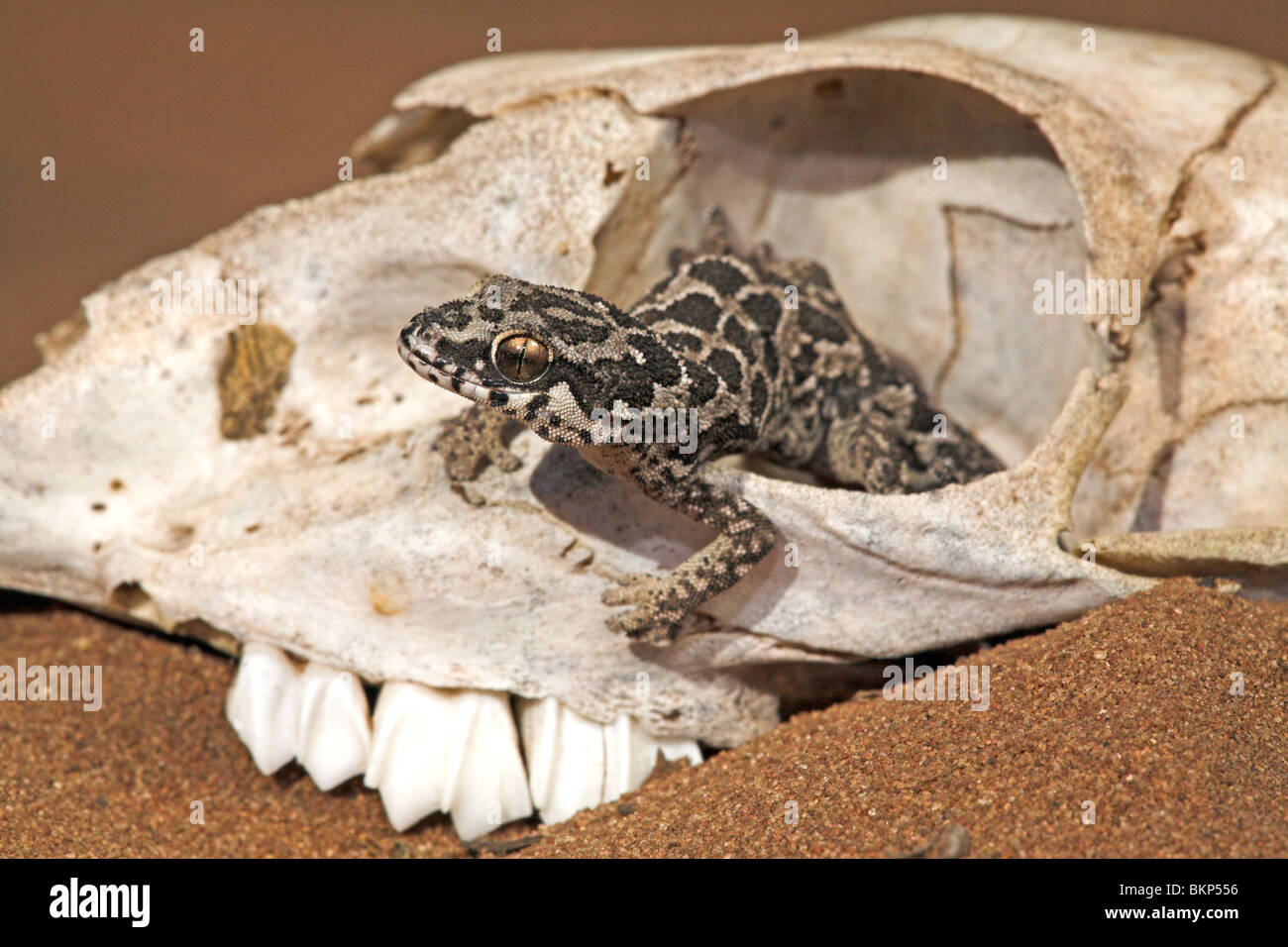 cute photo of a spotted thick-toad gecko that uses a skull to hide in Stock Photo