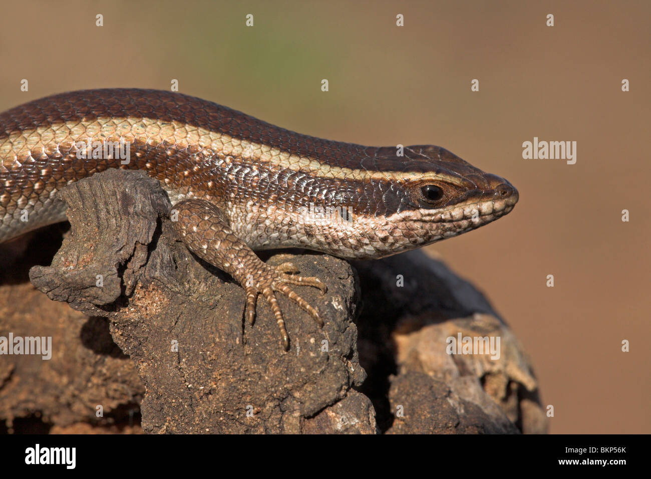 photo of a striped skink on a tree trunk Stock Photo