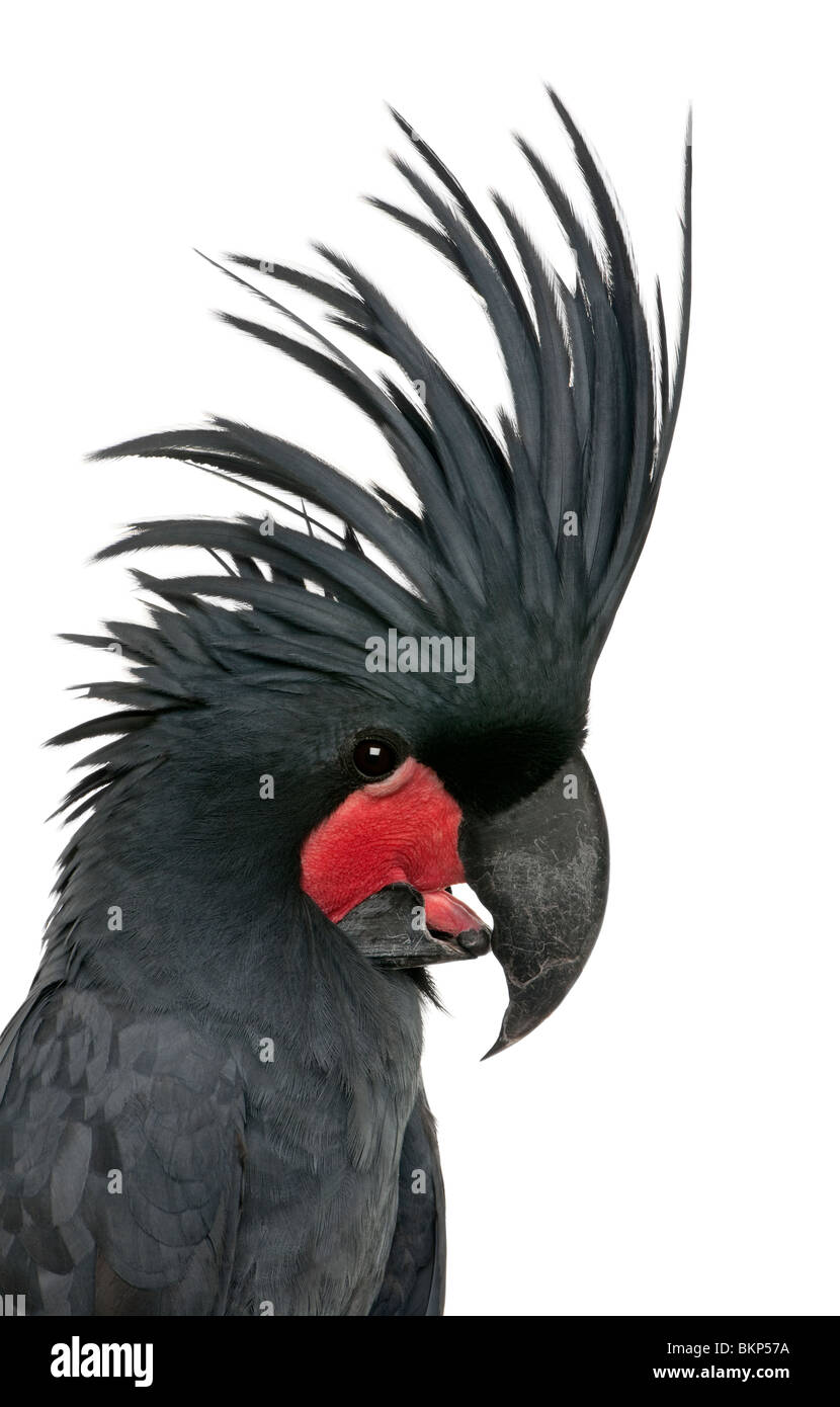 Palm Cockatoo, Probosciger aterrimus, also known as the Goliath Cockatoo, in front of white background Stock Photo
