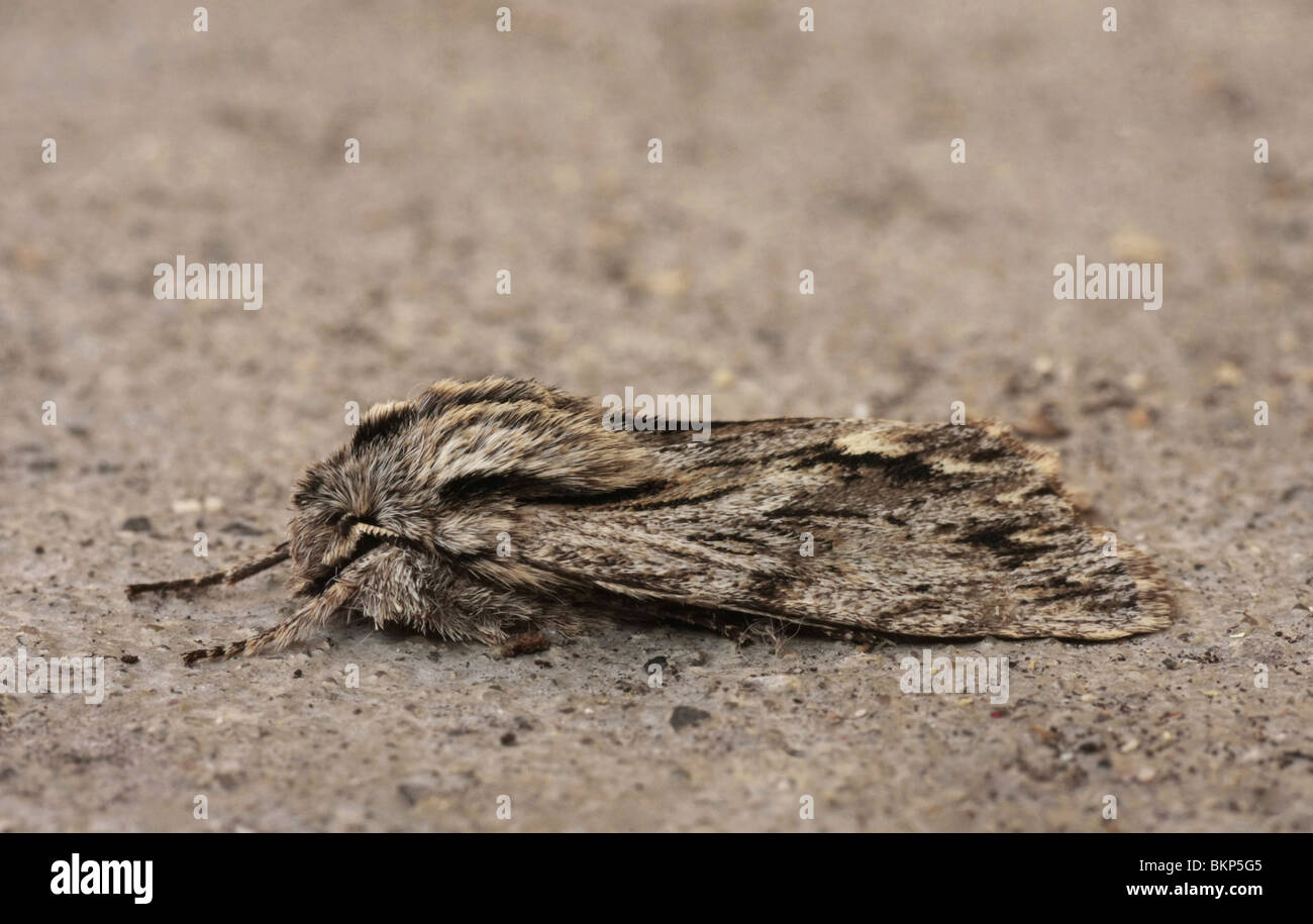 Sprawler Sprawler resting on a wall, side view Stock Photo - Alamy