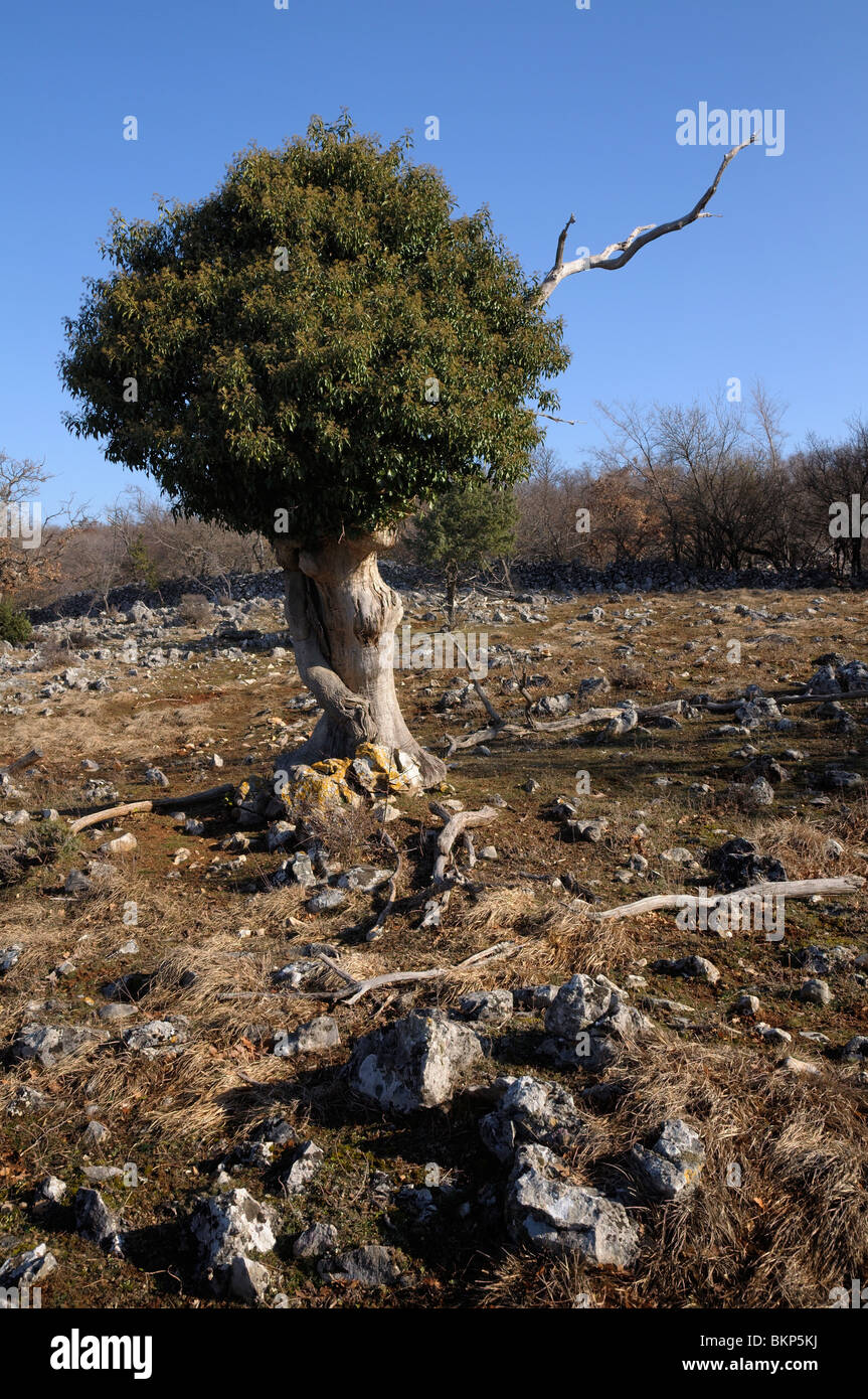 Weird tree in a field, Tramuntana, Island Cres, Croatia Stock Photo