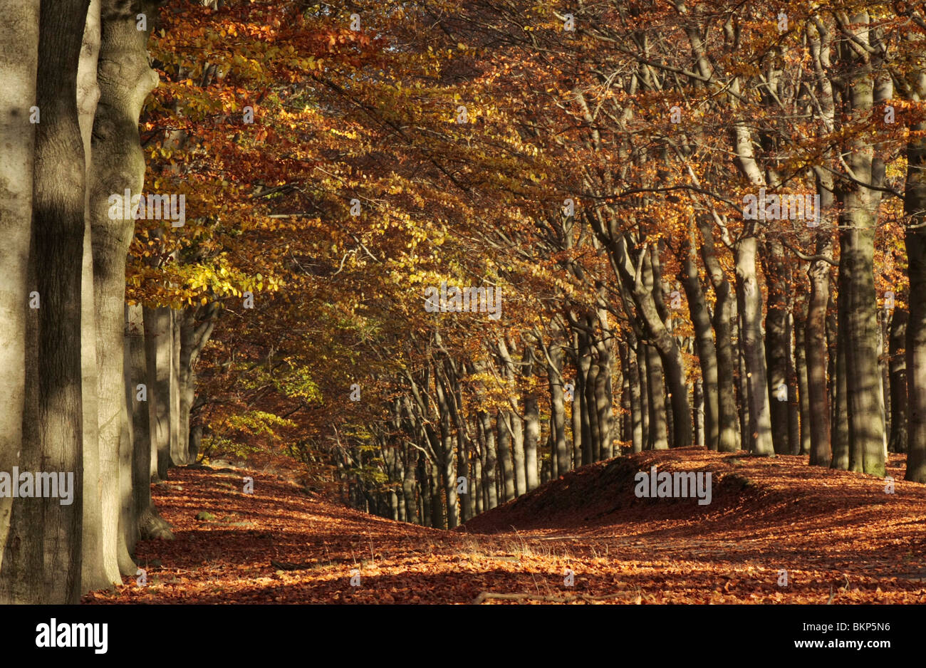 Beukenlaan in herfstkleur. Deze oude beukenlaan is een 17e eeuwse Hessenweg, vrijwel authentiek; European Beech lane in autumn colors Stock Photo